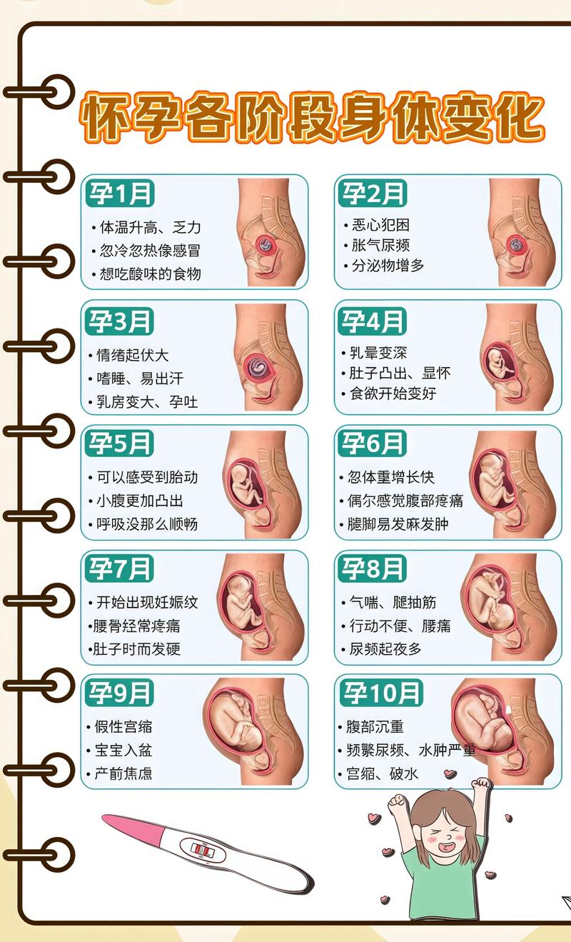 揭秘供卵代孕妈妈怀孕小腹分两节，孕期变化的奥秘巴彦淖尔代生机构: